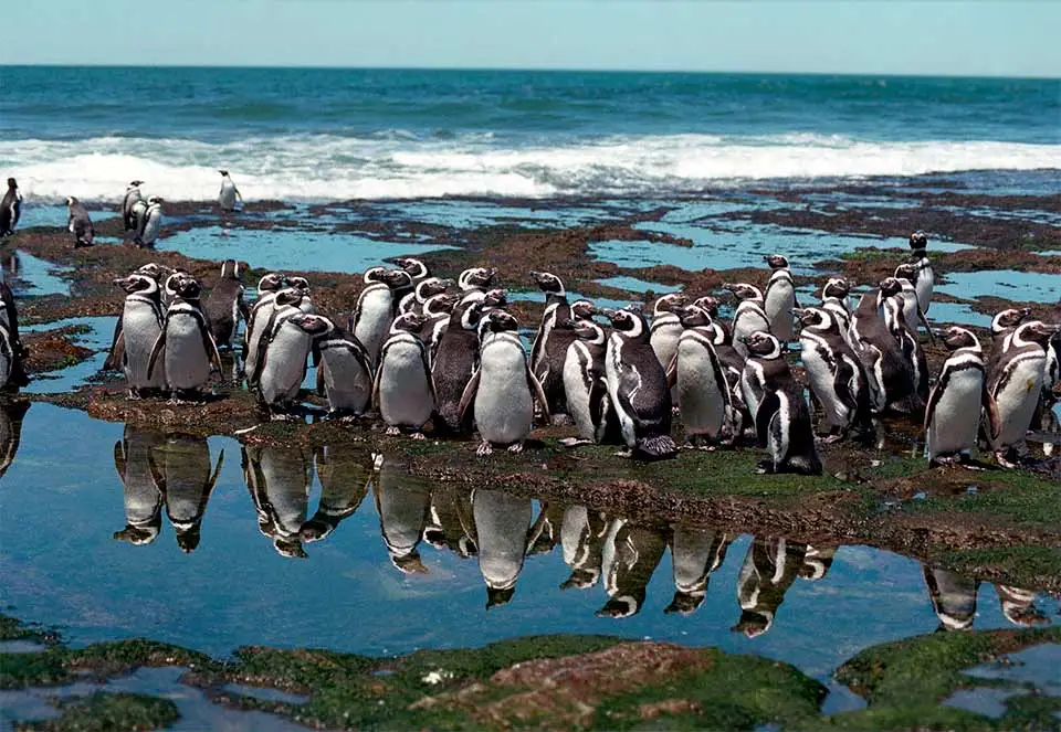 La justicia avanza contra Ricardo La Regina por el asesinato de pinguinos en Punta Tombo, ocurrido en 2021.