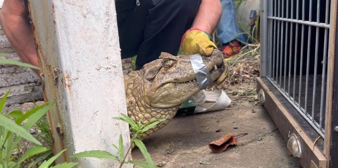 El yacaré Ricardito estuvo encerrado en un estanque por más de seis años.