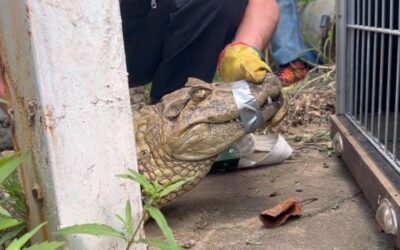 Rescatan a un yacaré que vivía en un instituto en la Ciudad de Buenos Aires