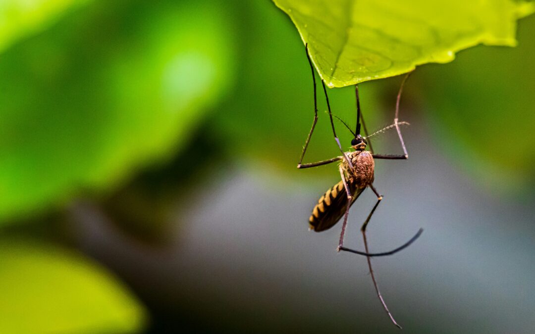 Demuestran que los mosquitos tienen preferencias a la hora de picar.