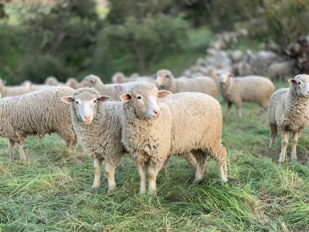 Las ovejas quedan a merced de los depredadores por la expansión de los guanacos. 
