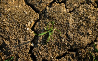 El sur de África se enfrenta a una hambruna sin precedentes