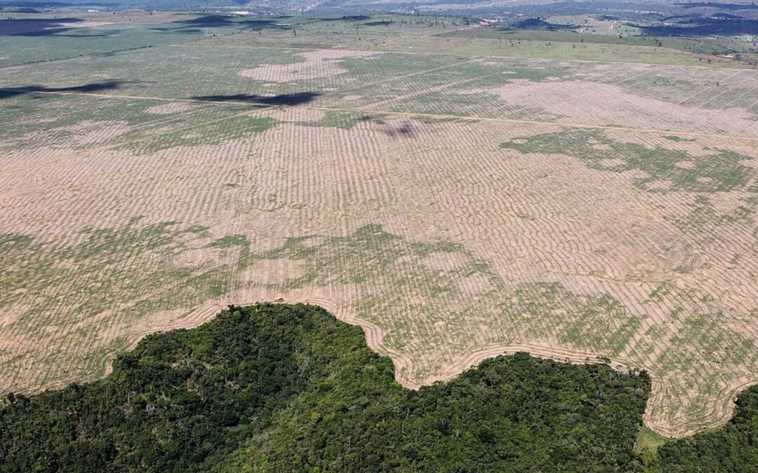 Aseguran que la deforestación en la Amazonía está principalmente relacionada a la industria ganadera.