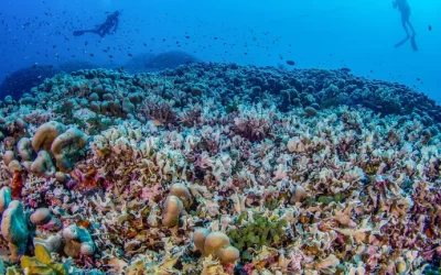 Descubren un coral capaz de ser visto desde el espacio