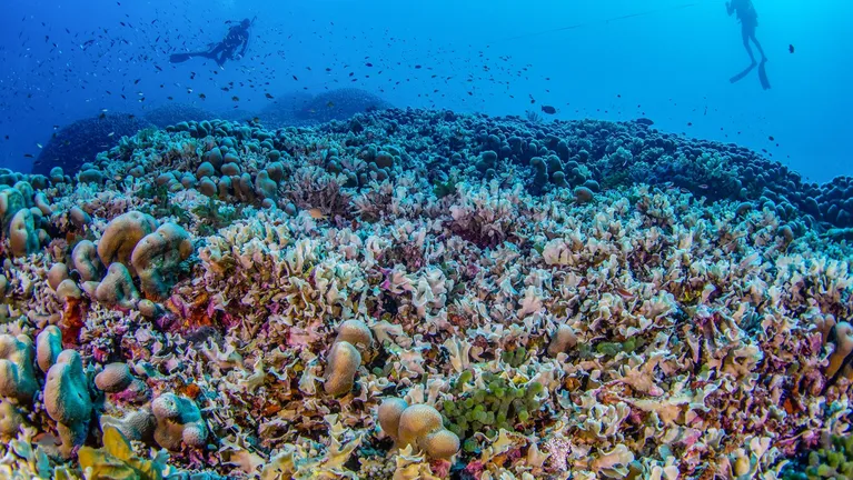 El coral mida más que una ballena azul.