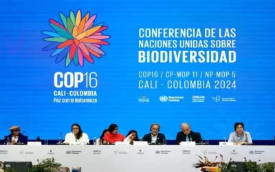 La COP 16 busca proteger áreas marinas internacionales