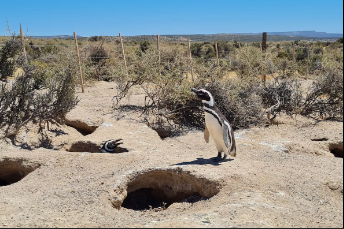 Hacen justicia por los cientos de pingüinos asesinados en la reserva Punta Tombo.