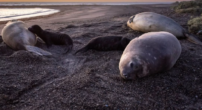 El virus de la gripe aviar afectó a los elefantes marinos que habitan la Patagonia