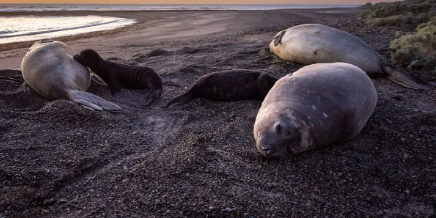 El virus de la gripe aviar consiguió propagarse entre elefantes marinos de la Patagonia.