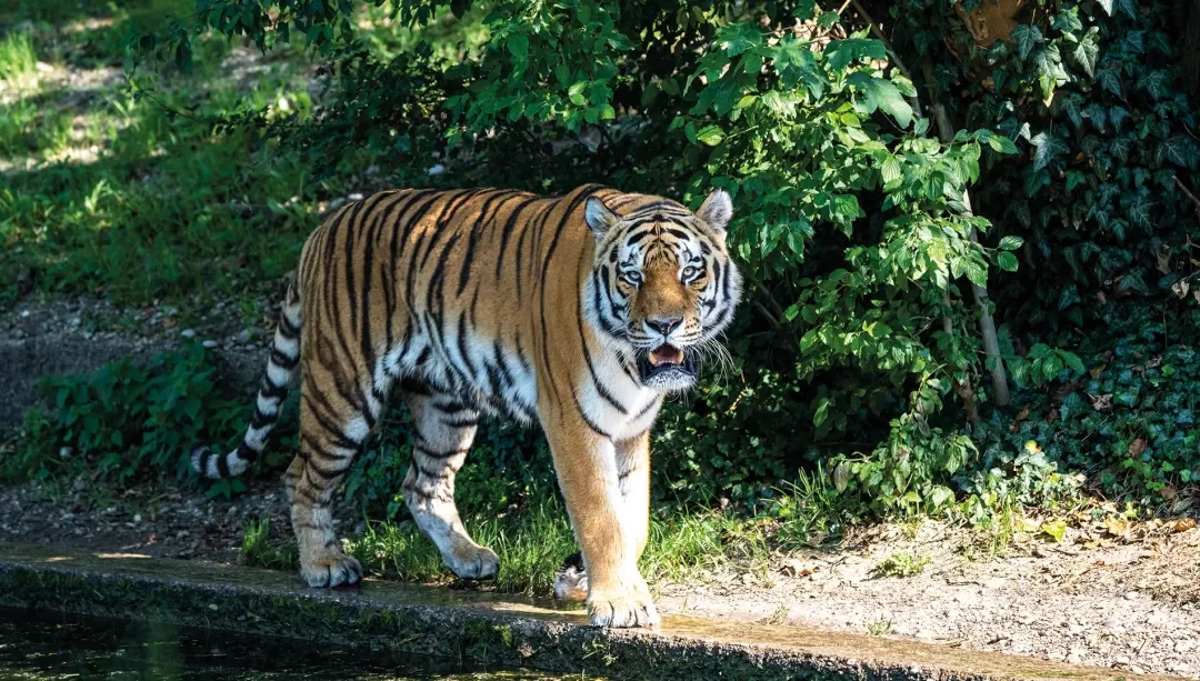 Los tigres de bengala son una especie en peligro de extinción.