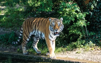 Logran rescatar tigres de bengala en México