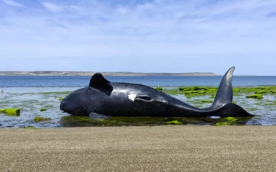 Alerta por la masiva muerte de ballenas en Chubut