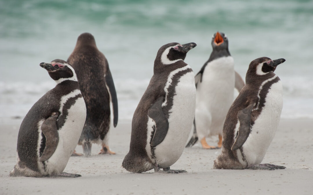 Cientos de Pingüinos de Magallanes fueron sacrificados en un intento por construir caminos en una reserva natural.