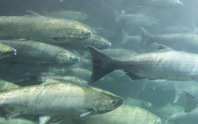 Luego de varias generaciones, regresa los salmones a un río en Estados Unidos