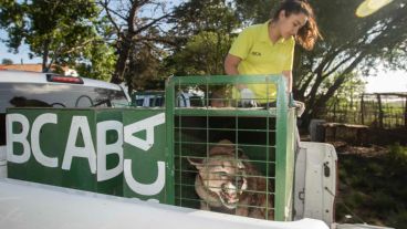 Ambiente trasladó seis pumas provenientes del tráfico de fauna a Uruguay.