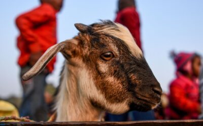 Denuncian el sacrificio de animales durante una celebración hindú en Nepal