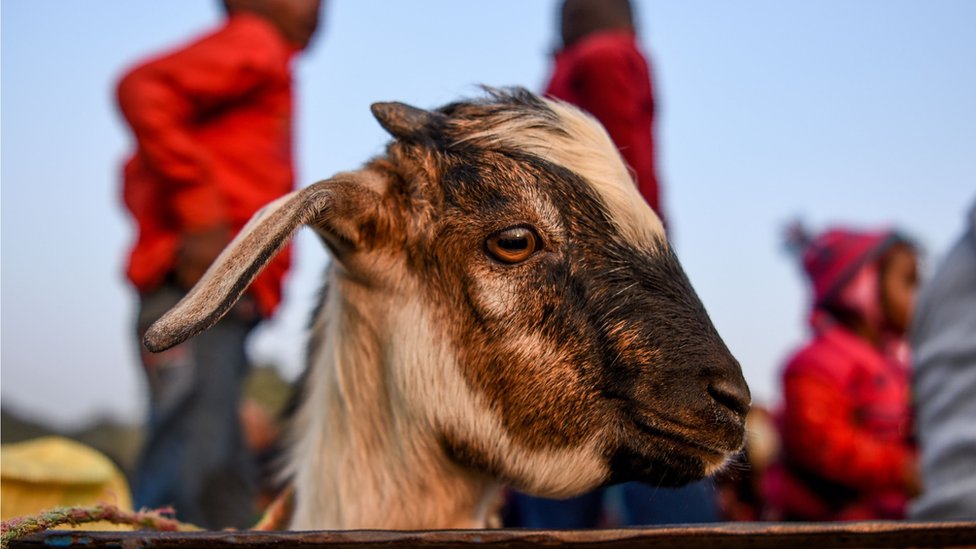 Denuncian el sacrificio de animales durante una celebración hindú en Nepal