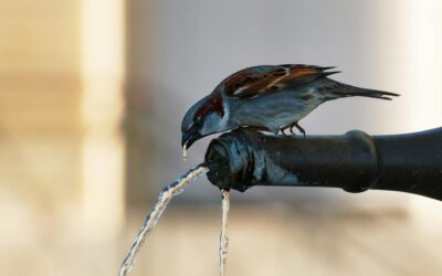 Uno de cada tres argentinos tiene altas concentraciones de arsénico en el agua potable que consume