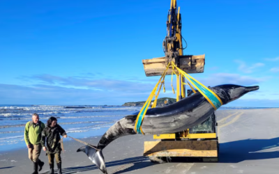 Descubren qué le podría haber pasado a la ballena fallecida en Nueva Zelanda