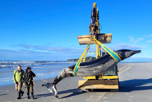 Descubren qué le podría haber pasado a la ballena fallecida en Nueva Zelanda