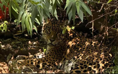 Piden el traslado de Tania y su cachorro desde el Ecoparque