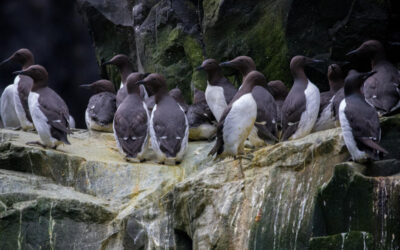 Preocupa el deceso de aves marinas en Alaska