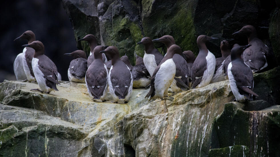 Preocupa el deceso de aves marinas en Alaska