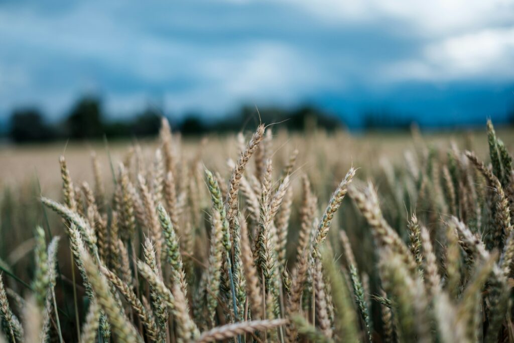 Los cultivos y el suministro de alimentos están supeditados al estado de los suelos y la desertificación. 
