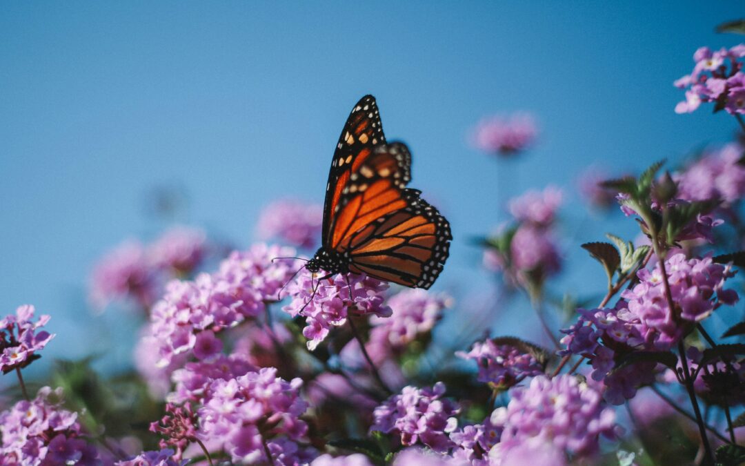 Evalúan resguardar a las mariposas monarcas en Estados Unidos