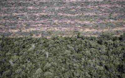 Salta aprobó el nuevo ordenamiento de bosques