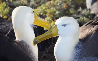 Más del 30 % de las aves marinas se encuentran en peligro