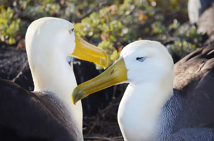 Las aves marinas de islas remotas del hemisferio sur están contaminadas con plomo y selenio.