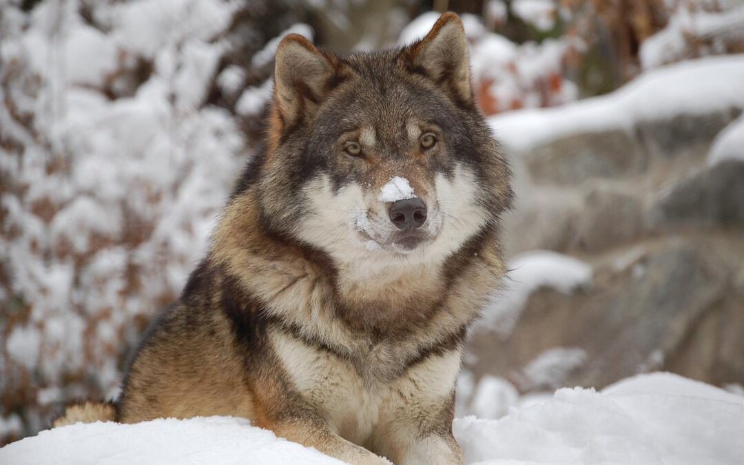 Suecia autoriza la caza de lobos para reducir su población.