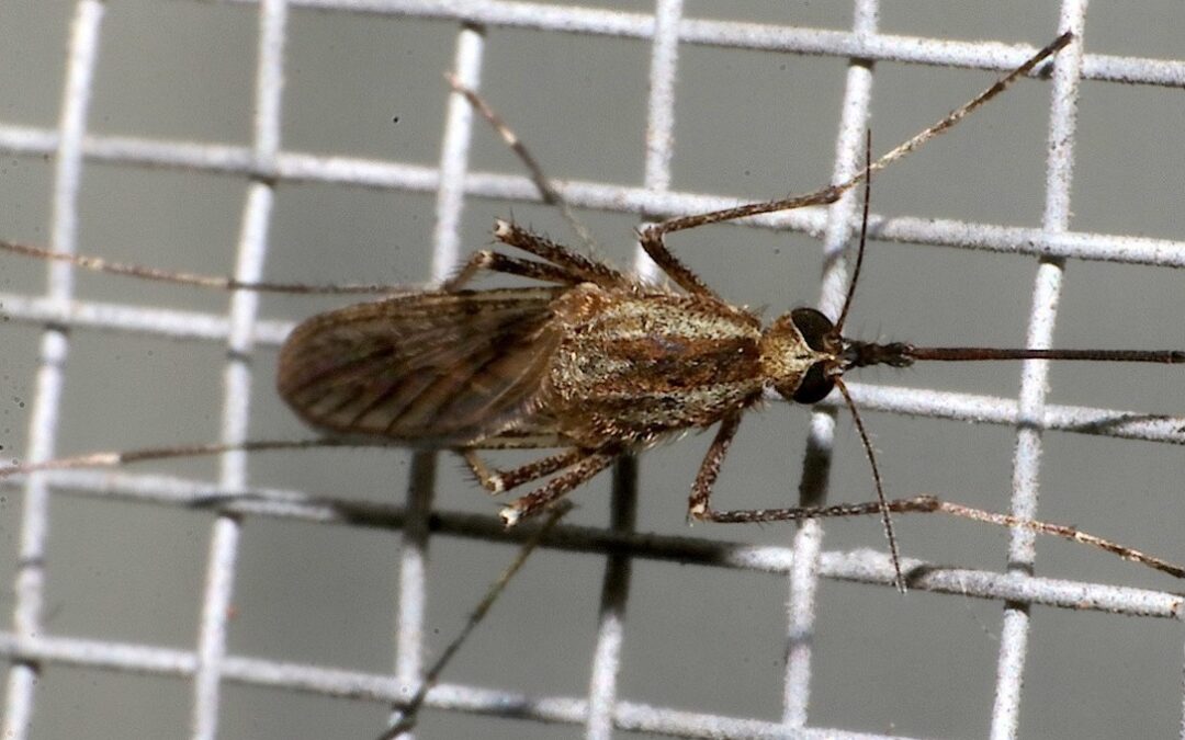 Los mosquitos continúan invadiendo al país, pero hay menos registros de la especie Aedes albifasciatus.