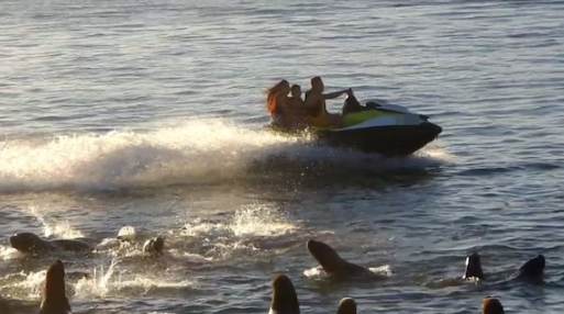 El individuo se habría acercado imprudentemente a la fauna marina del lugar, lo que puso en peligro a una comunidad de lobos marinos.