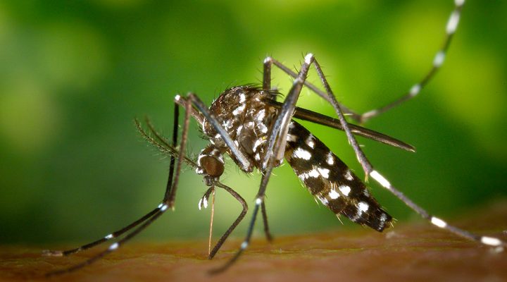 El mosquito Aedes aegypti está expandiendo su distribución.