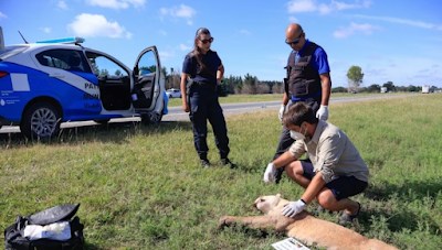 El puma murió atropellado en la Ruta 11 por un vehículo tipo camioneta.