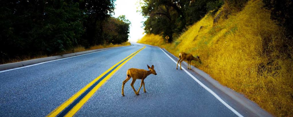 Prevenir accidentes con animales sueltos en carretera.