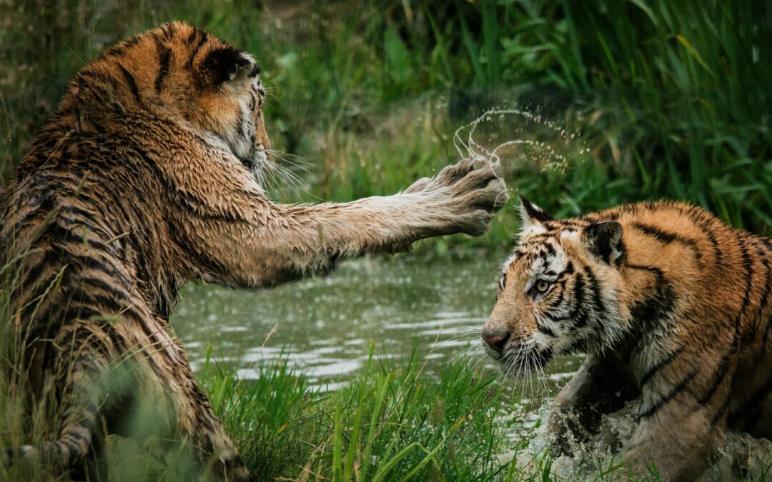 Denuncian que la presencia del tren dentro del santuario perjudica a los tigres y a otros animales.