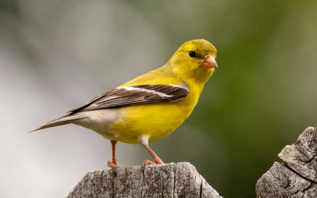 Los canarios fueron entregados a la Organización Pájaros Caídos.