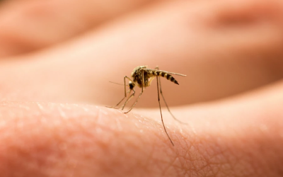 Mar del Plata colabora contra los mosquitos