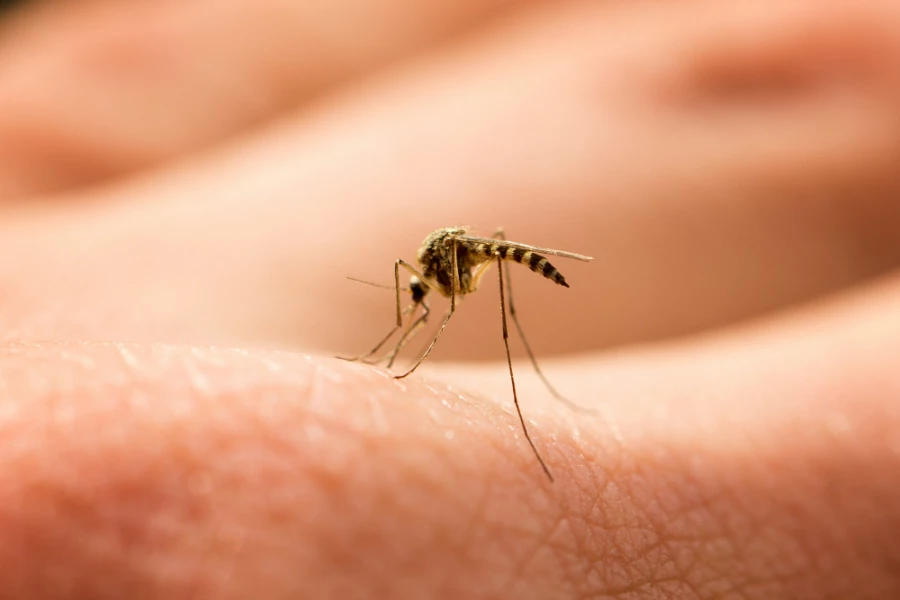 Descartan que haya una "invasión" de mosquitos en Mar del Plata: cómo actuar para prevenirlos.