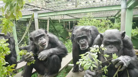 Entre chimpancés, orinar es un acto 'contagioso' que podría reforzar el vínculo social.