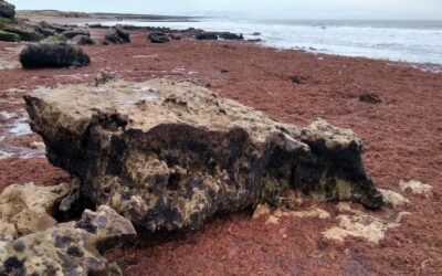 Alerta en la Costa Atlántica por la floración de algas rojas