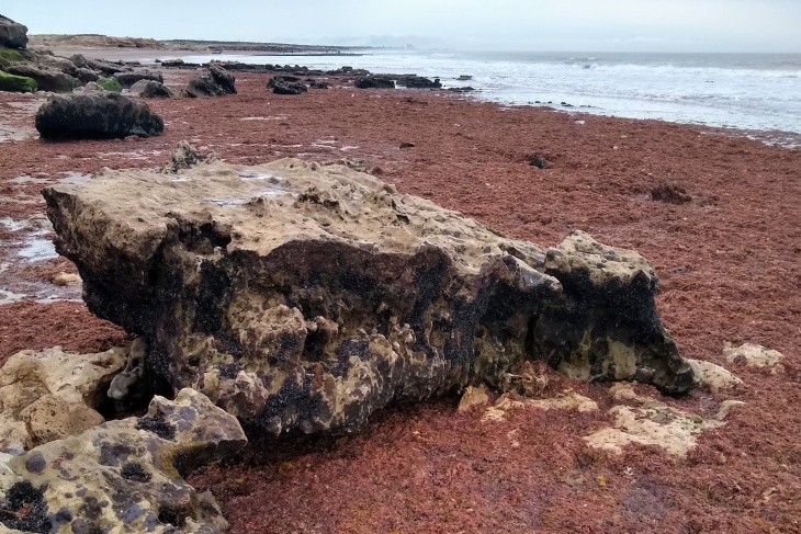 Alerta en la Costa Atlántica por la floración de algas rojas