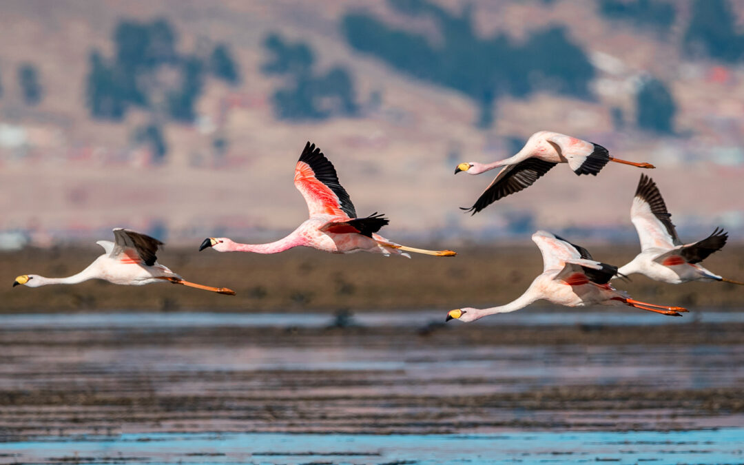 La crisis de los humedales amenaza a los flamencos andinos y de la puna.