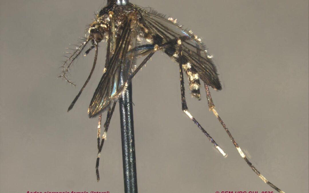 Para uno de los estudios se utilizaron mosquitos de la especie Aedes sierrensis