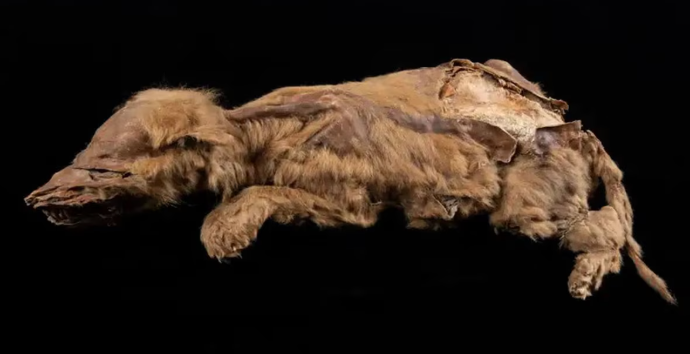 Resto fósil de un cachorro Homotherium latidens fueron encontrados en el permafrost siberiano en 2020 (Gobierno del Yukón).