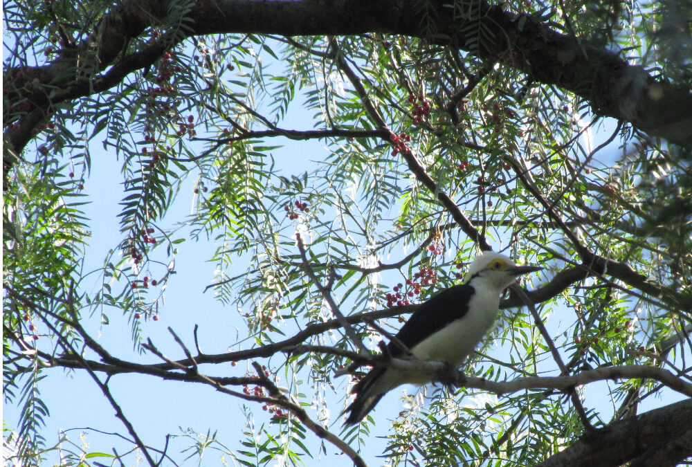 Aves serán reinsertadas en Villa de Merlo