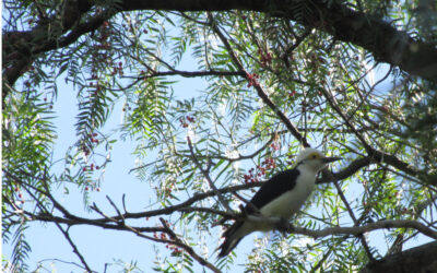 Aves serán reinsertadas en Villa de Merlo